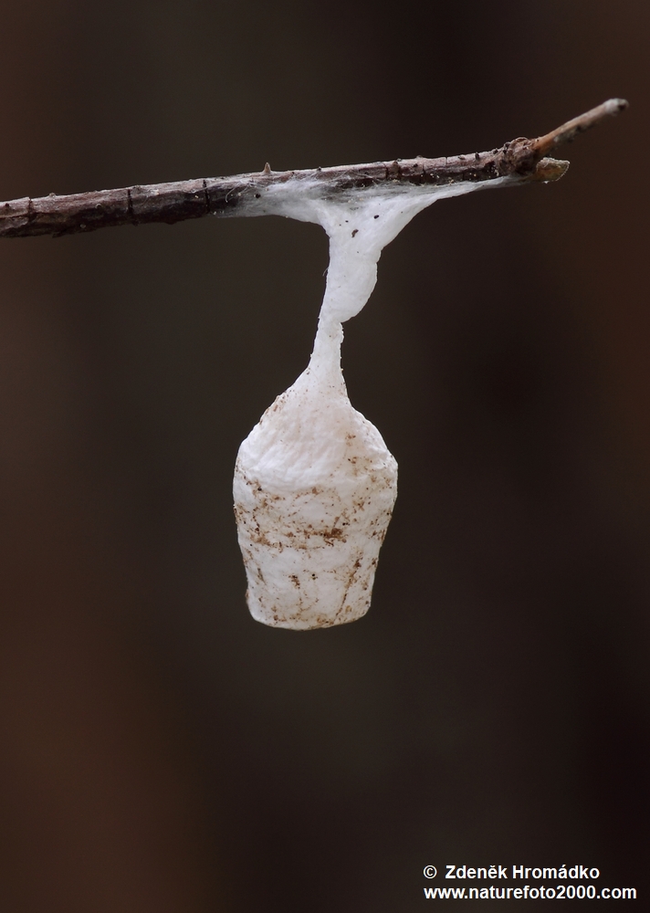 zápředka zvonečková, Agroeca brunnea (Blackwall, 1833) (Pavouci, Arachnida)